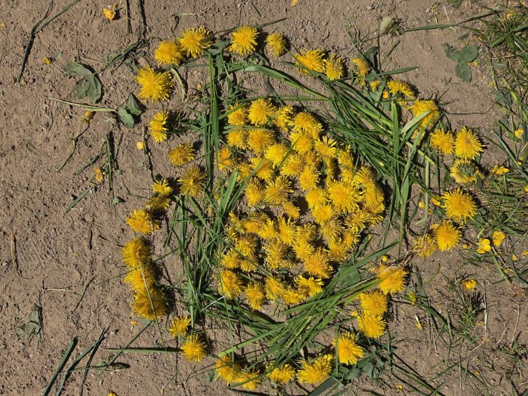 blumenII